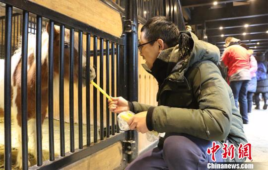 图为游客在中国汗血宝马基地喂食迷你马。　耿丹丹 摄