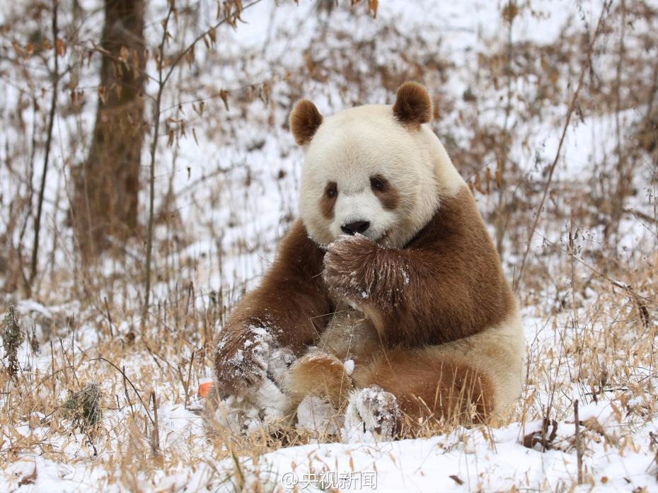 萌一脸！棕色大熊猫七仔见雪变身“雪花熊”