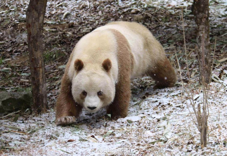 萌一脸！棕色大熊猫七仔见雪变身“雪花熊”