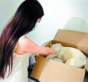 90后“宠物殡葬师”徐雅婷说，创业初衷是送宠物最后一程。