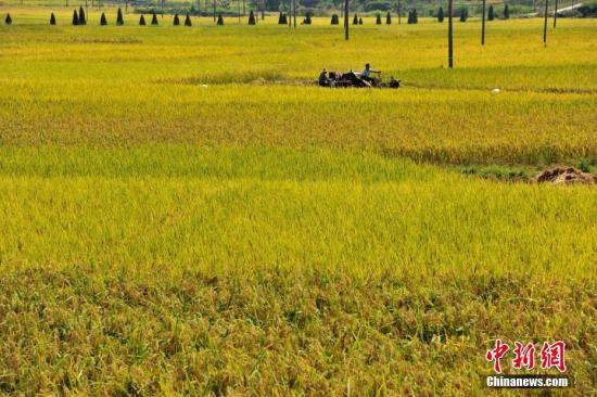 资料图：江西省万载县白水乡老山村万亩有机水稻成熟。 邓龙华 摄