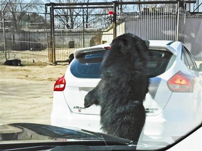 八达岭野生动物园自驾车开窗引熊袭