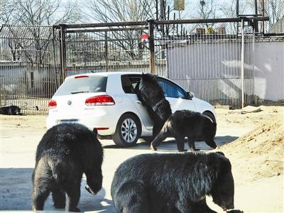八达岭野生动物园自驾车开窗引熊袭