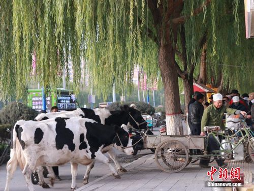资料图：一农民现场拉两头奶牛现挤现卖牛奶，引市民围观排队购买。 成学磊 摄