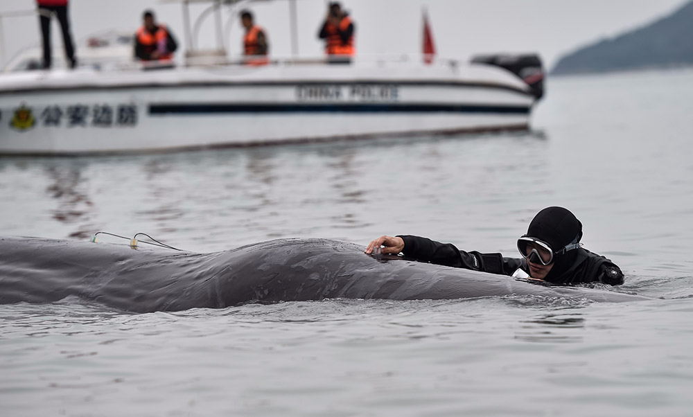3月14日，在惠州港油库码头附近海域，潜水员在抹香鲸身上安装仪器对其进行听觉测试，判断其健康状况。