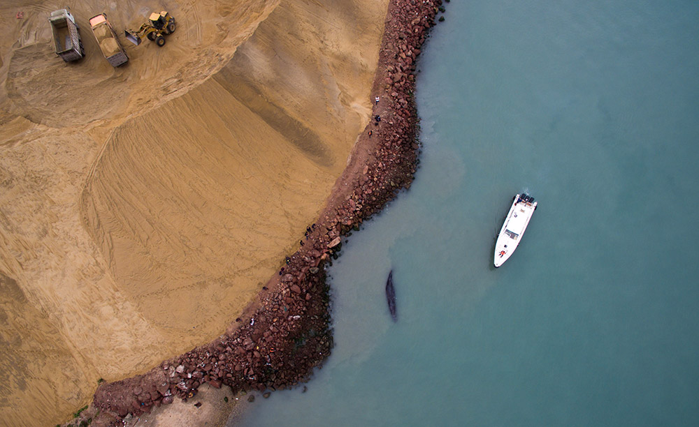 3月14日，在惠州港油库码头附近海域，搭载着专家和渔政工作人员的船只停在抹香鲸旁。