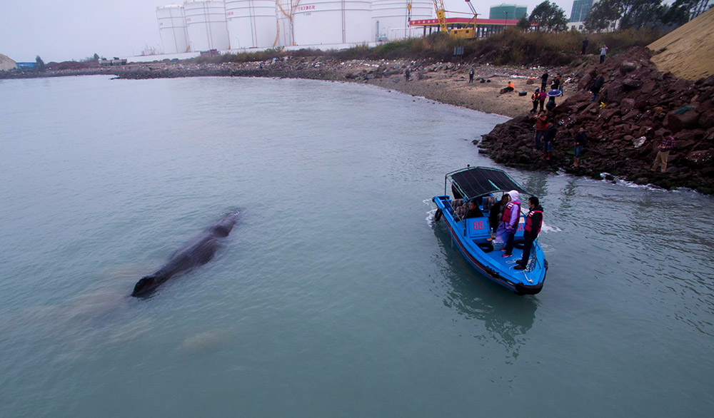 3月14日，在惠州港油库码头附近海域，专家和工作人员查看游向浅滩的抹香鲸。