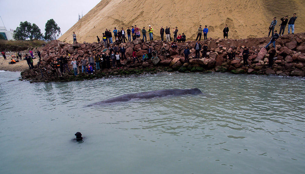 3月14日，在惠州港油库码头附近海域，工作人员在抹香鲸身上安装仪器对其进行听觉测试，判断其健康状况。