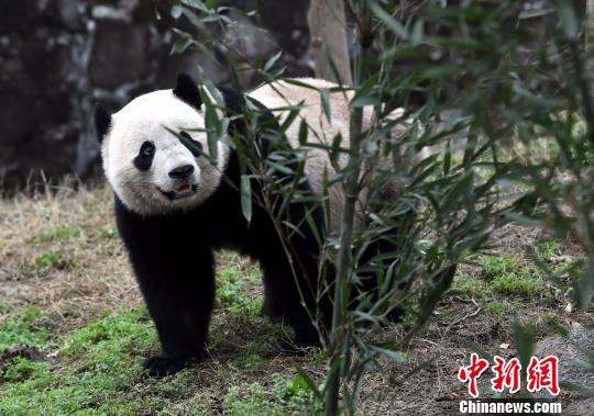海归大熊猫“宝宝”入住新家与公众见面