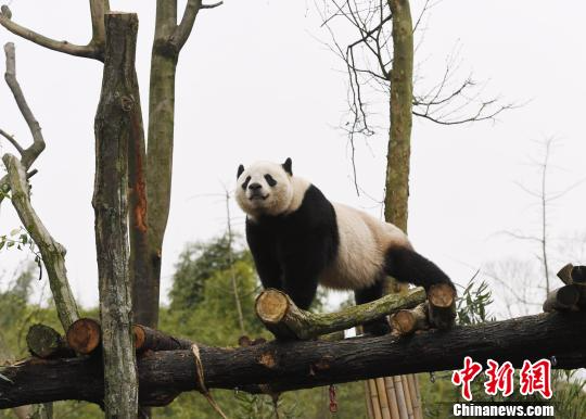 大熊猫“宝宝”巡视新家。　安源 摄