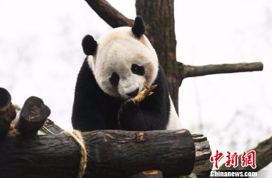 调皮的大熊猫“宝宝”。　安源 摄