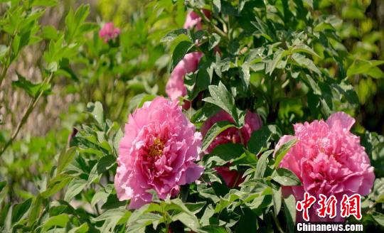河北柏乡以汉牡丹为“媒”打造“不凋”的花卉产业链