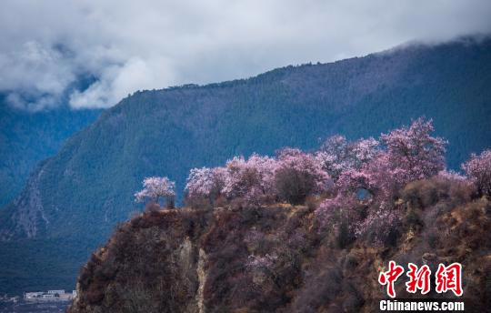 4月2日西藏米林雅鲁藏布江大峡谷盛开的桃花 何蓬磊 摄