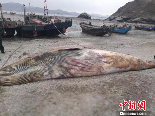 大连庄河发现一条7米长鲸鱼死亡将解剖用作科研