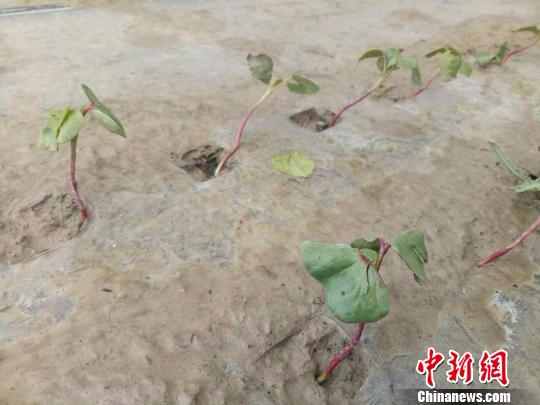 5月2日第二师二十九团冰雹来势凶猛，部分棉田的棉花被冰雹打掉了叶片。　刘万乐 摄