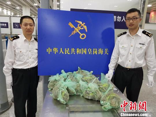 香港女子背120只活体蜥蜴入境被深圳皇岗海关查获