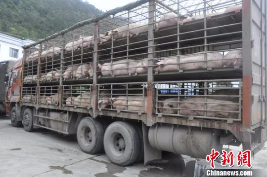 云南警方中越边境查获一起走私生猪案查获活体生猪769头