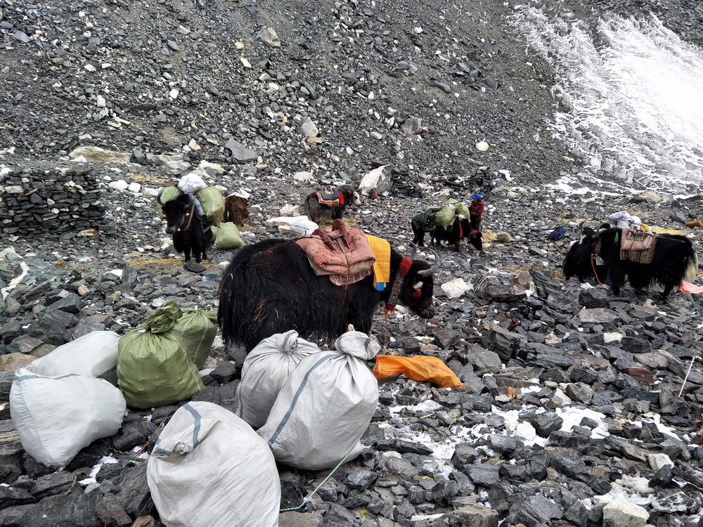“清洁行动”队员们在珠峰开展清洁活动（5月8日摄）。