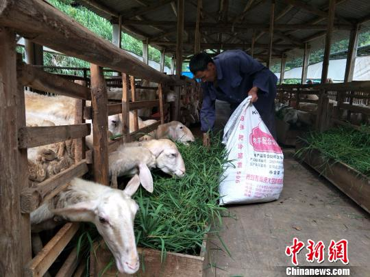 图为贫困户在养羊家庭农场里工作。　温龙海 摄