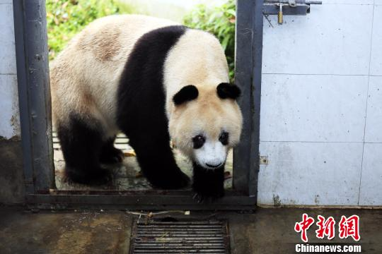 大熊猫“苏苏”生前图片资料。　钟欣 摄