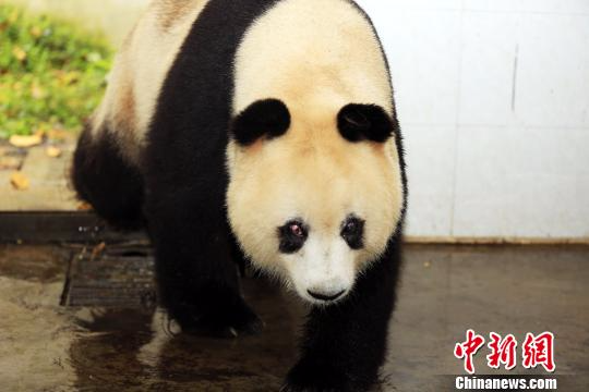 大熊猫“苏苏”生前图片资料。　钟欣 摄