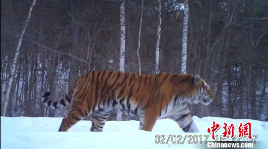 2017年2月2日，在汪清保护区拍摄到的第三只虎视频截图(吉林省林业厅供图) 吉林省林业厅供图 摄