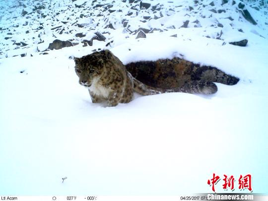 红外触发相机拍摄到的雪豹影像。　钟欣 摄