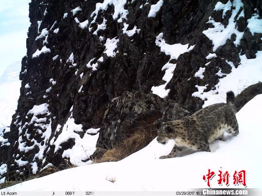 红外触发相机拍摄到的雪豹影像。　钟欣 摄