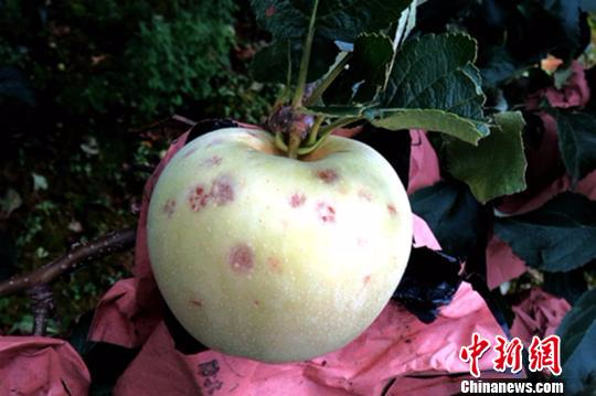 大风冰雹造成苹果等农作物受损。 陕西省民政厅供图