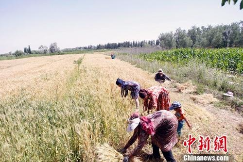 6月9日，在新疆喀什地区巴楚县，当地农民正在抢收夏粮。进入6月，新疆1760万亩小麦陆续开镰收割。据悉，今年新疆粮食种植面积3406万亩，其中小麦种植面积1760万亩，预计小麦产量可达到660万吨。<span target='_blank' href='http://www.chinanews.com/'></div>中新社</span>记者 王小军 摄