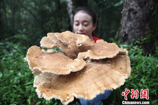云南普洱惊现神秘巨型蘑菇大小堪比簸箕周长近1.8米
