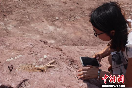 莱阳白垩纪地质遗址新发现类型丰富的恐龙化石（图）
