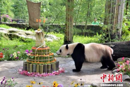 　　大熊猫“宝宝”享用生日蛋糕。钟欣 摄