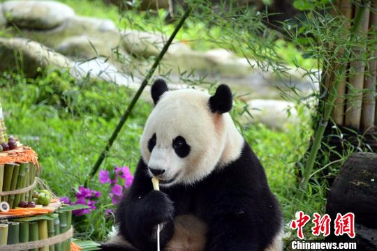 大熊猫“宝宝”享用生日蛋糕。　钟欣 摄