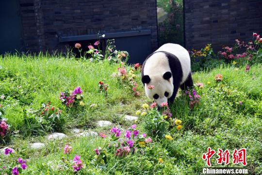 大熊猫“宝宝”。　钟欣 摄