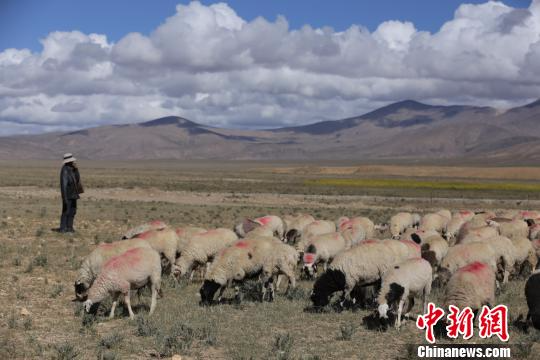 农牧民正在放牧岗巴羊。　日喀则市官方供图 摄