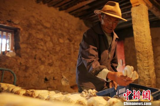 农牧民正在家中采摘蘑菇。　日喀则市官方供图 摄