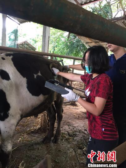 动科院学子在为牛进行健康检查 西南大学 摄