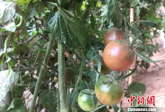 图为农民种植的黑番茄。　刘玉桃 摄