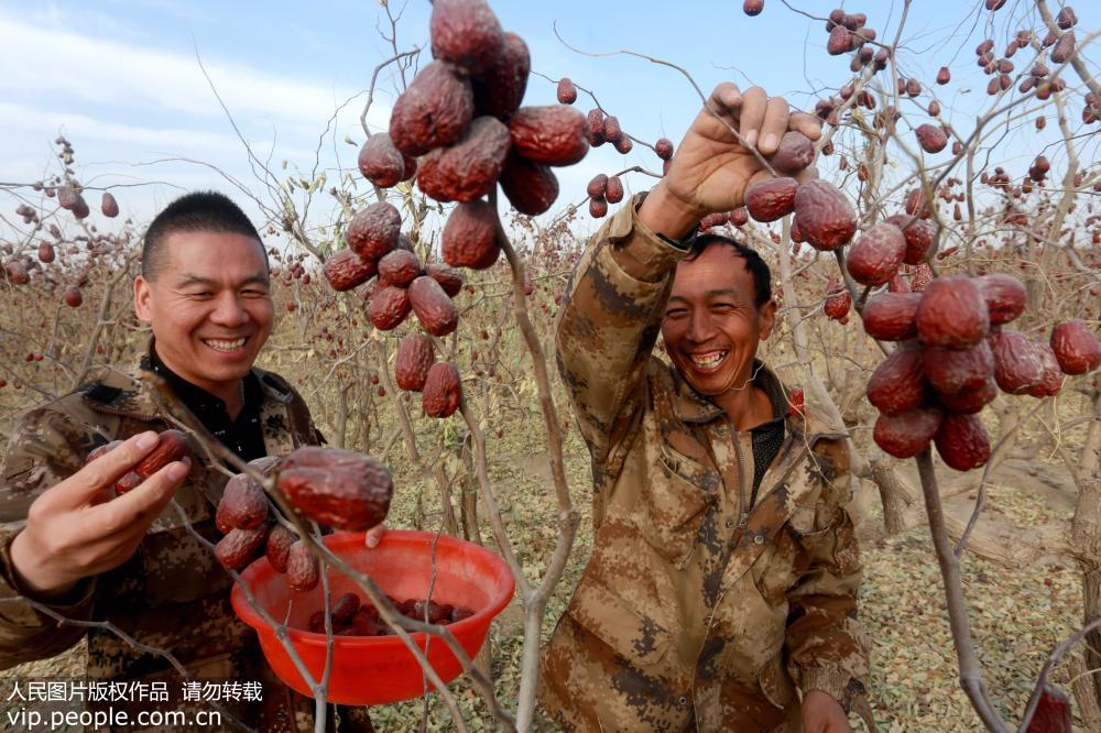 2017年11月18日，河南大枣哥张建军(左)与技术员在新疆和田的大枣基地收获红彤彤的大枣。