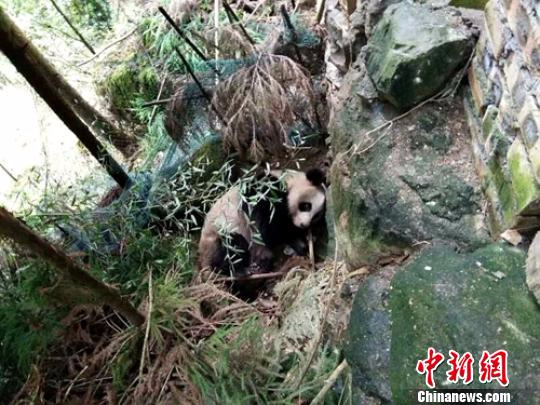 四川洪雅瓦屋山镇发现一只成年野生大熊猫（图）