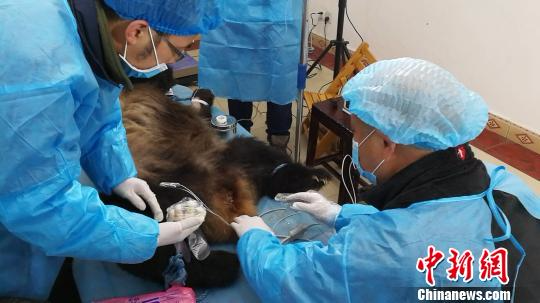 四川野外获救患病大熊猫尚未脱离生命危险