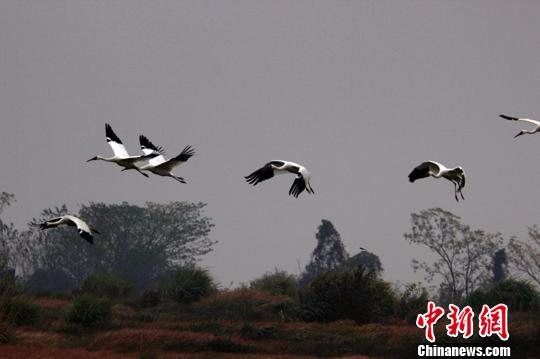 近日，越冬候鸟在鄱阳湖保护区翱翔。12月1日摄 唐超群 摄