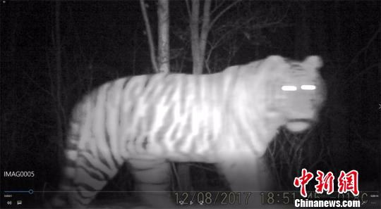 红外线相机拍到的野生东北虎画面。天桥岭林业局供图