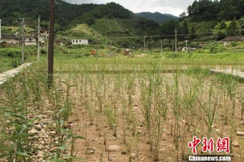 资料图：江西寻乌县三标乡建设的湿地生态修复工程。　苏路程 摄