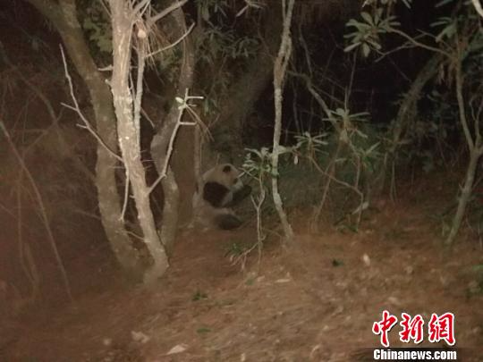 野生大熊猫正在进食。　刘翔 摄