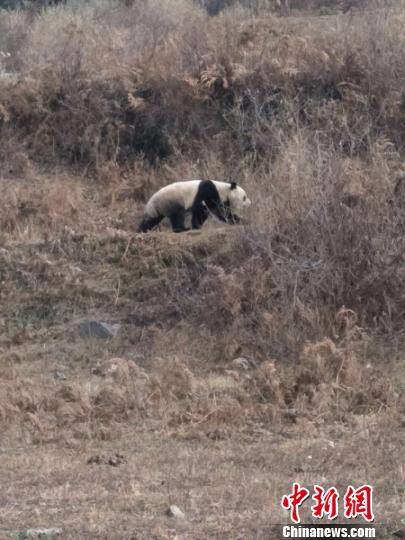 下山觅食的大熊猫。　刘翔 摄