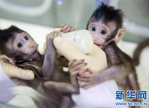 克隆猴“中中”和“华华”在中科院神经科学研究所非人灵长类平台育婴室的恒温箱里得到精心照料(1月22日摄)。新华社记者 金立旺 摄