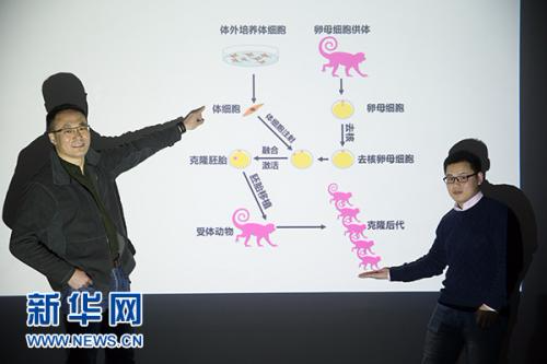 这是中科院神经科学研究所孙强研究员(左)和刘真博士(1月21日摄)。新华社记者 金立旺 摄