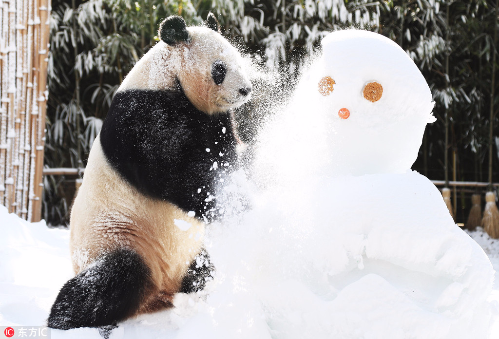 旅韩大熊猫“爱宝”遇雪超兴奋！啃雪人自嗨玩疯了